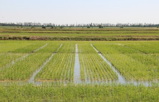 Обработка рисовых чеков и оросительных систем